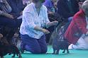 Crufts_dachshunds 140